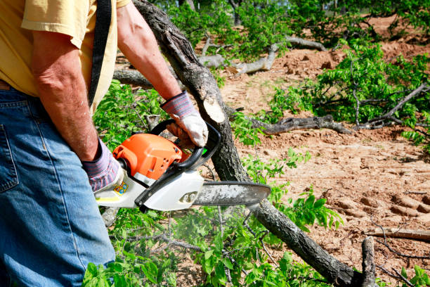 Best Tree Cutting Near Me  in Harrisville, UT